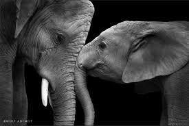 Elephants2